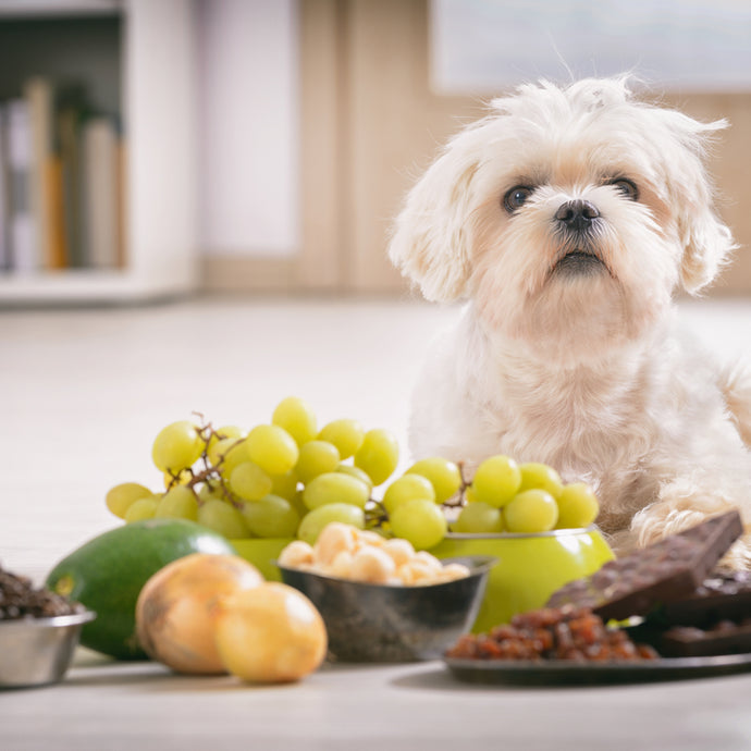 What Human Foods Are Bad For Dogs