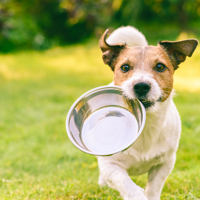 Dog Nutrition Basics - Essential Health Nutrients